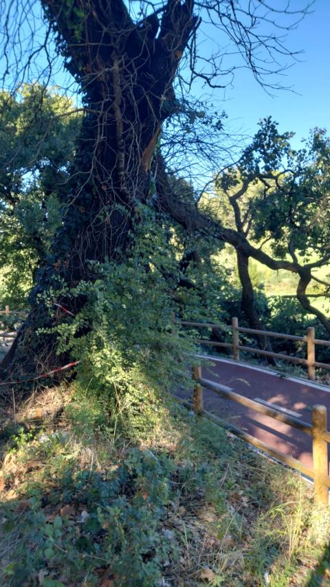 Foto albero pericolante