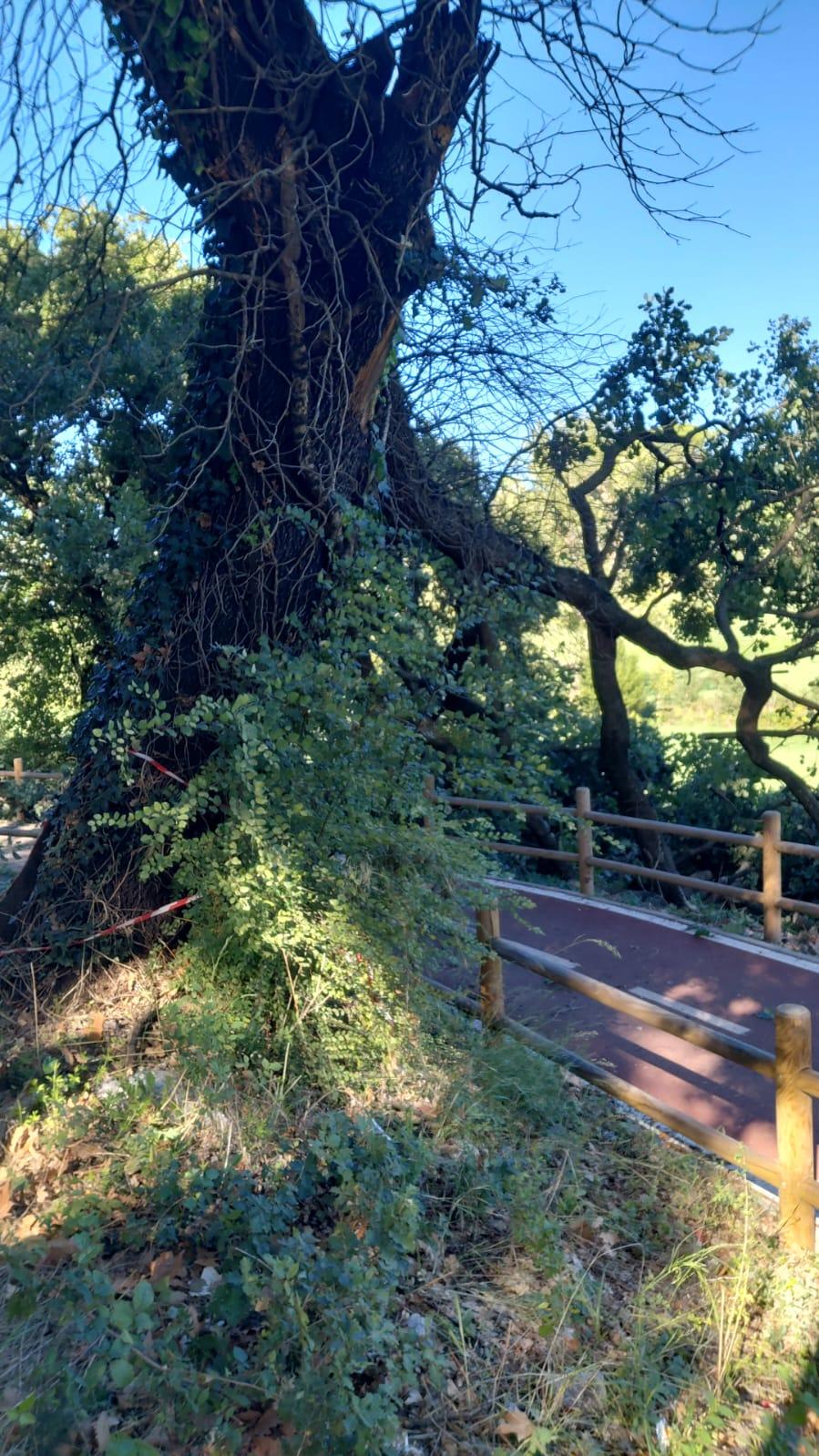 Foto albero pericolante